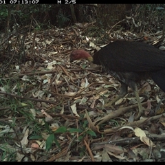 Alectura lathami (Australian Brush-turkey) at Lorne, NSW - 31 Dec 2024 by Butlinz