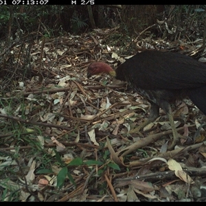 Alectura lathami (Australian Brush-turkey) at Lorne, NSW by Butlinz