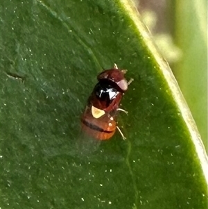 Chloropidae (family) at Pialligo, ACT - 2 Jan 2025 03:42 PM