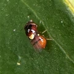 Chloropidae (family) at Pialligo, ACT - 2 Jan 2025 03:42 PM