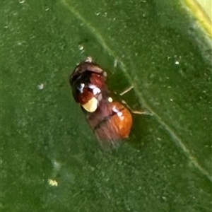 Chloropidae (family) at Pialligo, ACT - 2 Jan 2025