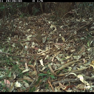 Zoothera heinei at Lorne, NSW - 1 Jan 2025 by Butlinz