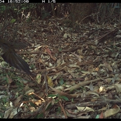 Psophodes olivaceus (Eastern Whipbird) at Lorne, NSW - 4 Jan 2025 by Butlinz