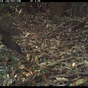 Psophodes olivaceus (Eastern Whipbird) at Lorne, NSW by Butlinz