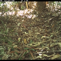 Rhipidura rufifrons (Rufous Fantail) at Lorne, NSW - 5 Jan 2025 by Butlinz