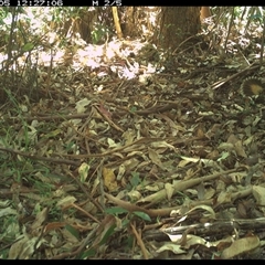 Rhipidura rufifrons at Lorne, NSW - 5 Jan 2025 12:27 PM