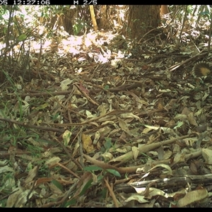 Rhipidura rufifrons at Lorne, NSW - 5 Jan 2025 12:27 PM