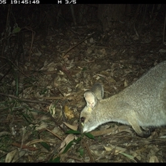 Notamacropus rufogriseus (Red-necked Wallaby) at Lorne, NSW - 5 Jan 2025 by Butlinz