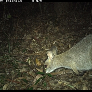 Notamacropus rufogriseus (Red-necked Wallaby) at Lorne, NSW by Butlinz