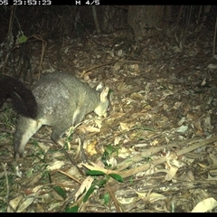 Trichosurus vulpecula (Common Brushtail Possum) at Lorne, NSW - 5 Jan 2025 by Butlinz