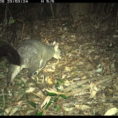 Trichosurus vulpecula at Lorne, NSW - 5 Jan 2025 11:53 PM
