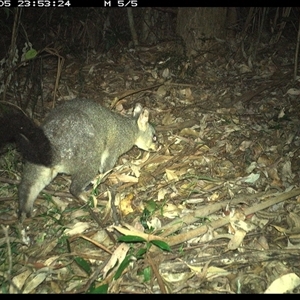 Trichosurus vulpecula at Lorne, NSW - 5 Jan 2025