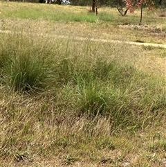 Eragrostis parviflora at Crace, ACT - 7 Jan 2025 by walter