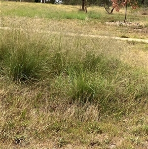 Eragrostis curvula (African Lovegrass) at Crace, ACT by walter