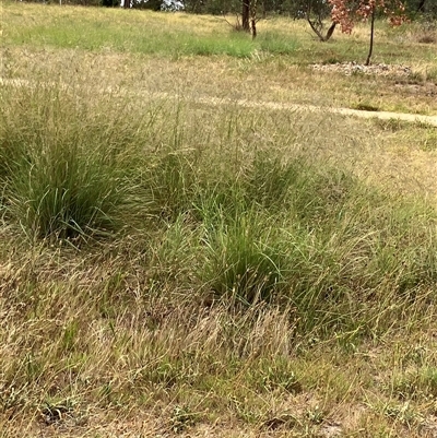 Eragrostis curvula (African Lovegrass) at Crace, ACT - 7 Jan 2025 by walter