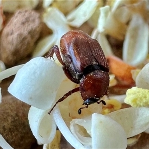 Microvalgus sp. (genus) (Flower scarab) at Pialligo, ACT by Pirom