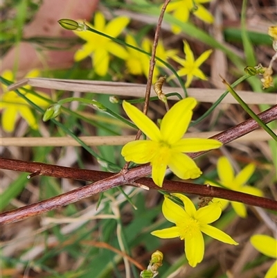 Tricoryne elatior (Yellow Rush Lily) at Isaacs, ACT - 7 Jan 2025 by Mike