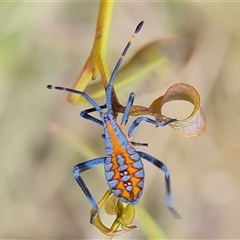 Amorbus alternatus (Eucalyptus Tip Bug) at Isaacs, ACT - 7 Jan 2025 by Mike