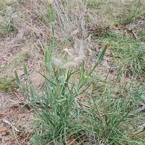 Tragopogon dubius at Isaacs, ACT - 7 Jan 2025 05:01 PM