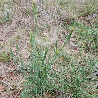 Tragopogon dubius (Goatsbeard) at Isaacs, ACT - 7 Jan 2025 by Mike