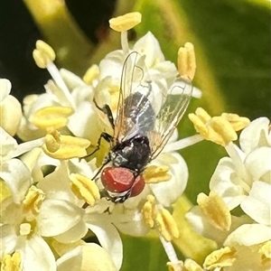 Phasia sp. (genus) (A bristle fly) at Pialligo, ACT by Pirom