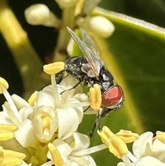 Phasia sp. (genus) at Pialligo, ACT - 4 Jan 2025