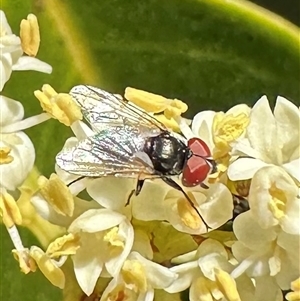 Phasia sp. (genus) at Pialligo, ACT - 4 Jan 2025