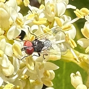 Phasia sp. (genus) at Pialligo, ACT - 4 Jan 2025