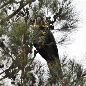 Calyptorhynchus lathami lathami at Wingello, NSW - 5 Jan 2019