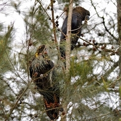 Calyptorhynchus lathami lathami at Wingello, NSW - 5 Jan 2019