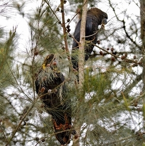 Calyptorhynchus lathami lathami at Wingello, NSW - suppressed