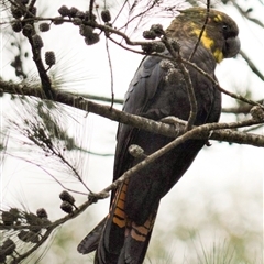 Calyptorhynchus lathami lathami at Wingello, NSW - 5 Jan 2019