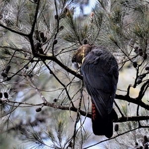 Calyptorhynchus lathami lathami at Wingello, NSW - 5 Jan 2019