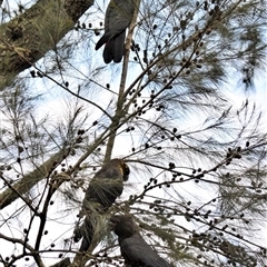 Calyptorhynchus lathami lathami at Wingello, NSW - 5 Jan 2019