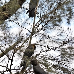 Calyptorhynchus lathami lathami at Wingello, NSW - 5 Jan 2019