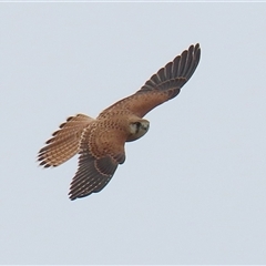 Falco cenchroides (Nankeen Kestrel) at Gordon, ACT - 7 Jan 2025 by RodDeb