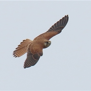 Falco cenchroides (Nankeen Kestrel) at Gordon, ACT by RodDeb