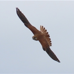 Falco cenchroides at Gordon, ACT - 7 Jan 2025 12:14 PM