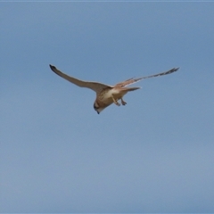 Falco cenchroides at Gordon, ACT - 7 Jan 2025