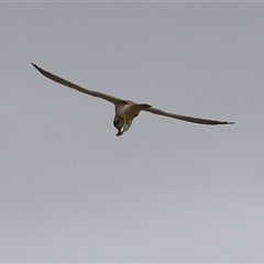 Falco cenchroides at Gordon, ACT - 7 Jan 2025