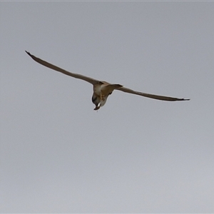 Falco cenchroides at Gordon, ACT - 7 Jan 2025