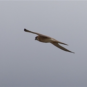 Falco cenchroides at Gordon, ACT - 7 Jan 2025 12:14 PM