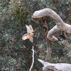 Falco cenchroides (Nankeen Kestrel) at Tharwa, ACT - 7 Jan 2025 by RodDeb