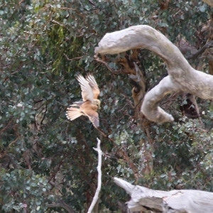 Falco cenchroides at Tharwa, ACT - 7 Jan 2025 12:43 PM