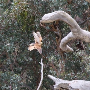 Falco cenchroides (Nankeen Kestrel) at Tharwa, ACT by RodDeb