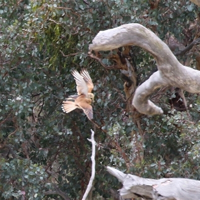 Falco cenchroides (Nankeen Kestrel) at Tharwa, ACT - 7 Jan 2025 by RodDeb