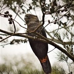 Calyptorhynchus lathami lathami (Glossy Black-Cockatoo) at Wingello, NSW - 5 Sep 2019 by GITM1