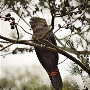 Calyptorhynchus lathami lathami (Glossy Black-Cockatoo) at Wingello, NSW by GITM1