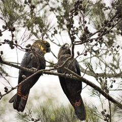 Calyptorhynchus lathami lathami at Wingello, NSW - 5 Sep 2019