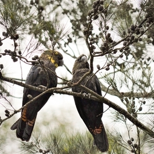 Calyptorhynchus lathami lathami at Wingello, NSW - suppressed